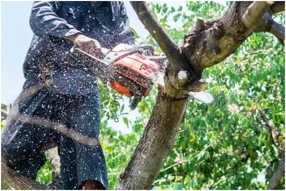 tree services Spring Glen